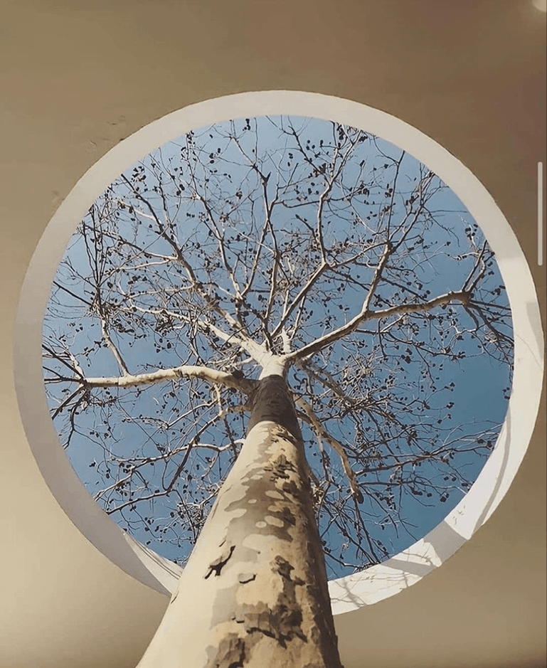 A tree viewed through a circular architectural opening