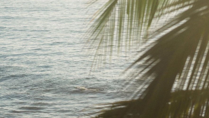 Palm shadow and coastal atmosphere