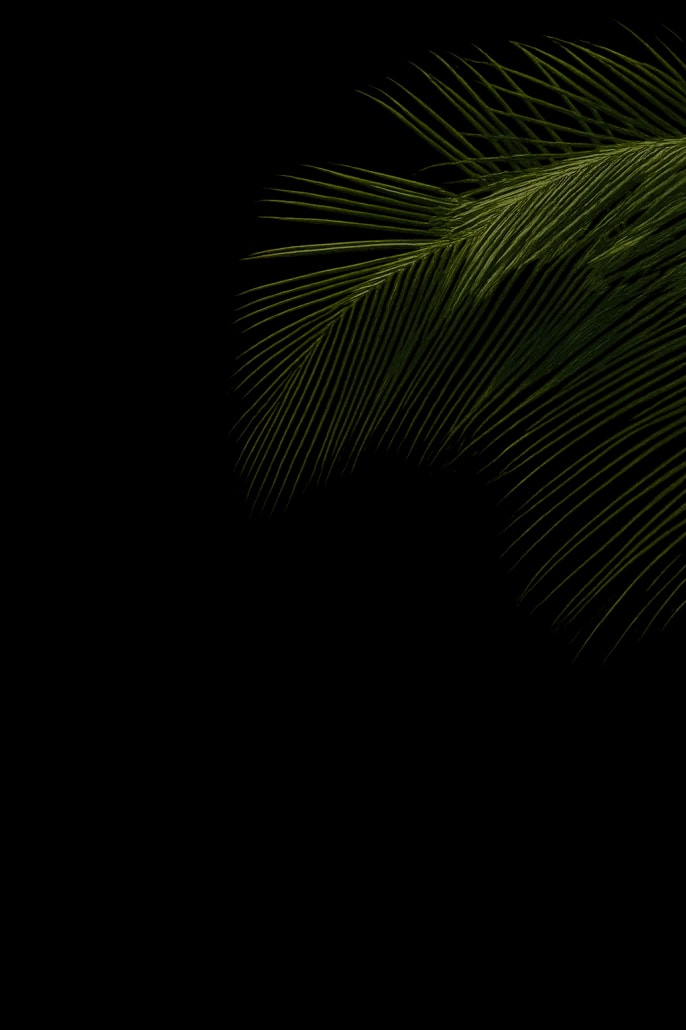 Tropical foliage